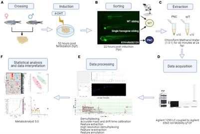 Metabolic Alterations in Preneoplastic Development Revealed by Untargeted Metabolomic Analysis